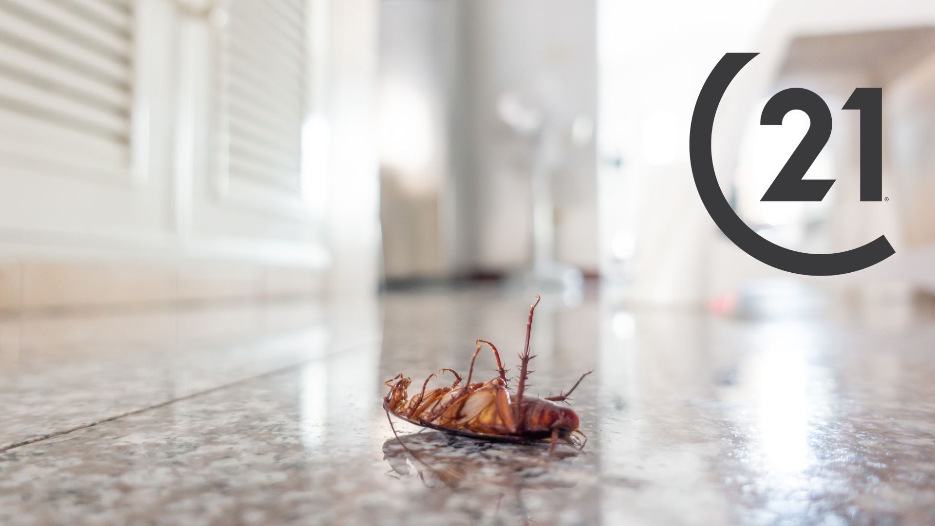 Pests in your Rental Who is Responsible?